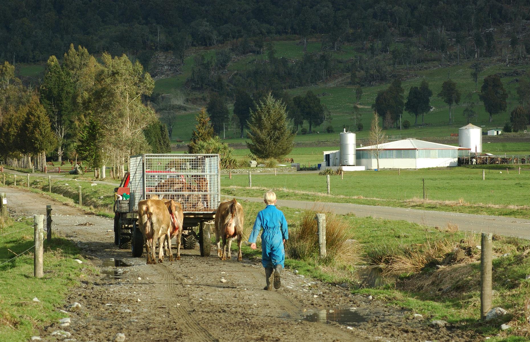 New Zealand: 800 slaves